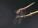 J15B0380 Trithemis annulata female.JPG